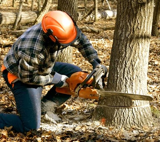 Tree Removal in Big Sandy, TX